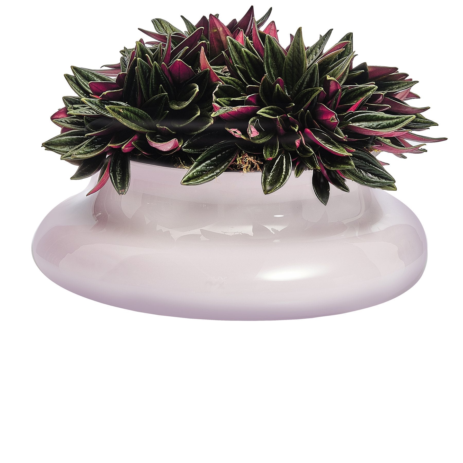 Kurage Vase-NUDE EU-Vasi-Vittorio Citro Boutique