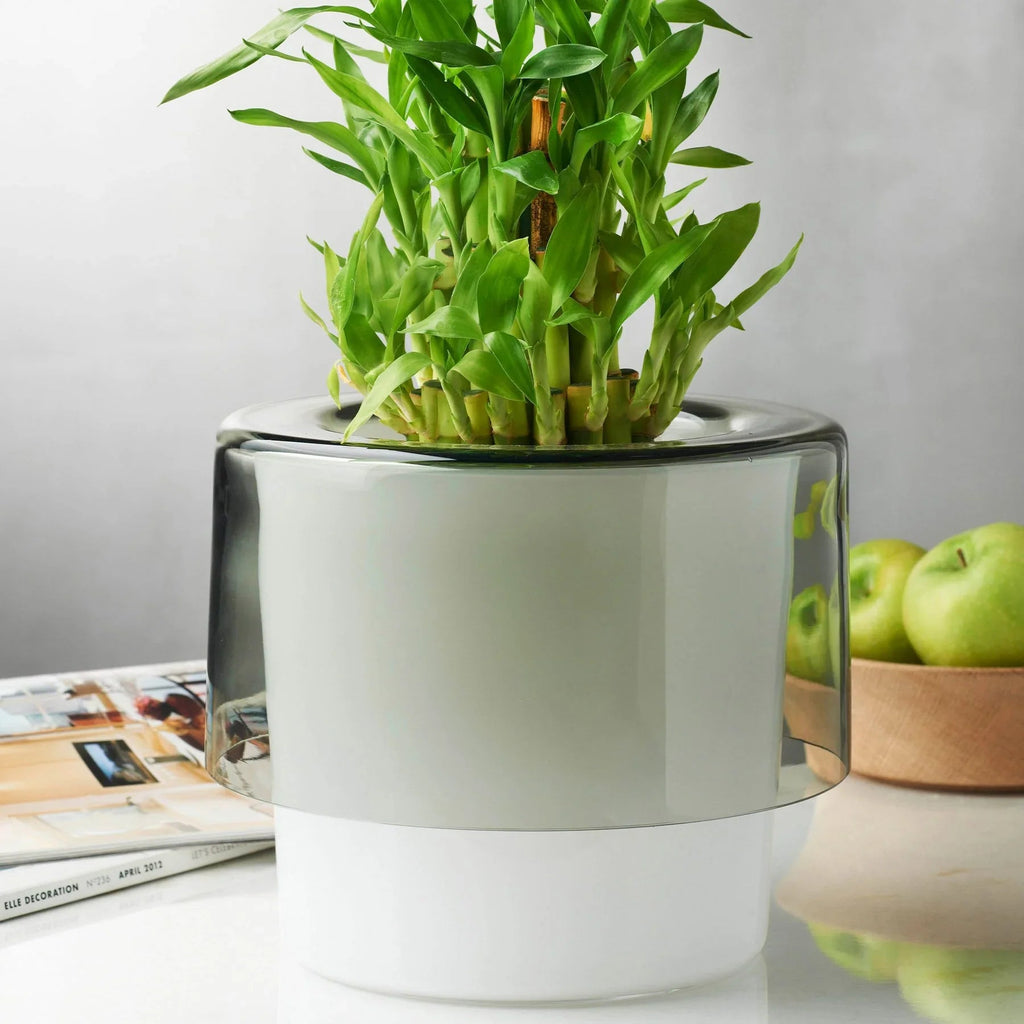 Vaso per orchidee Roots bianco