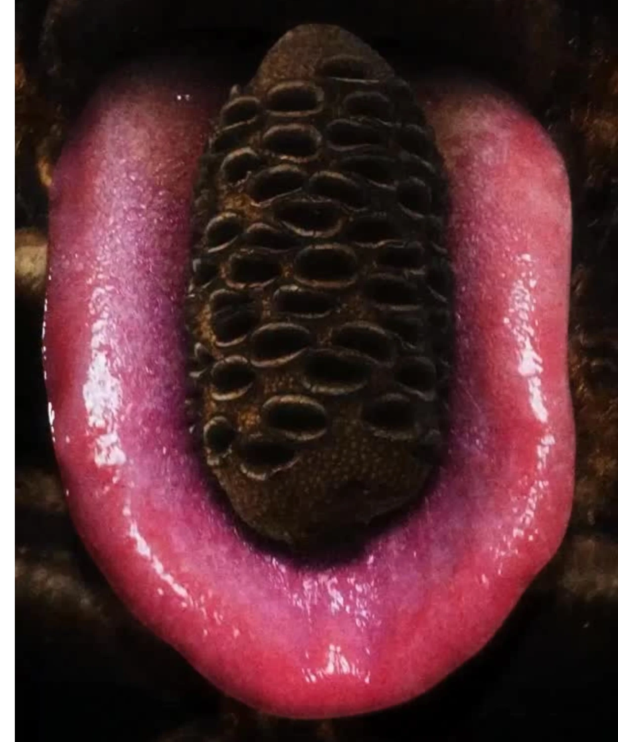 Micodelirio - Un'Esperienza Sensoriale
